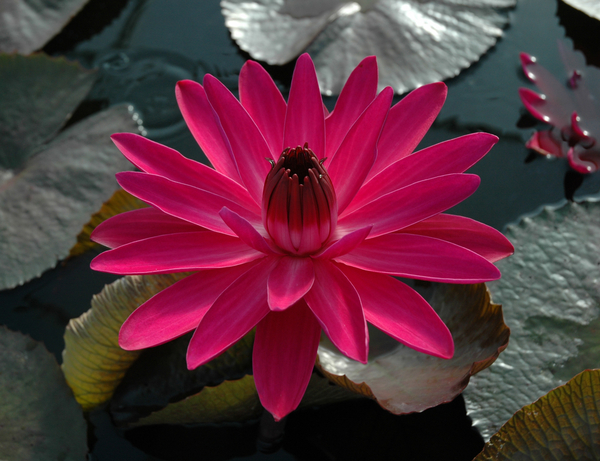 aquatic plants store near me