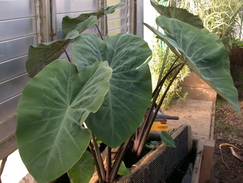 Colocasia esc. Fontanesia (black/violet stem taro) gal pot | Shallow Water Plants-Potted