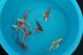 Select Butterfly Koi 3