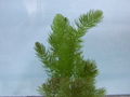 Ceratophyllum demersum (hornwort) Bare Root...MIn.order (6) unbanded