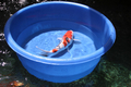 Matala Koi Viewing Bowl 22