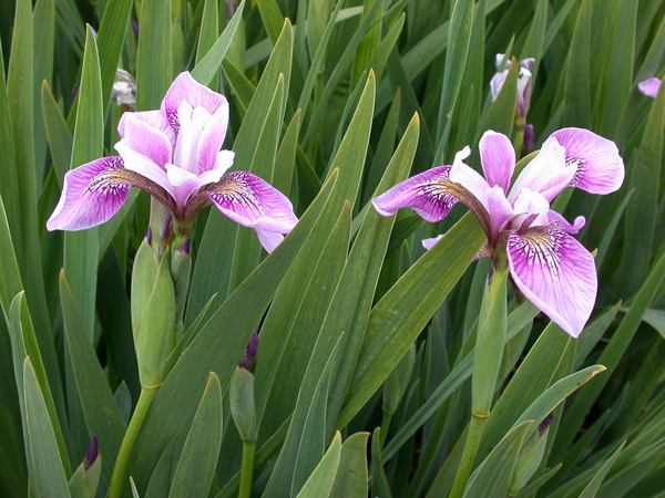 Iris-Potted