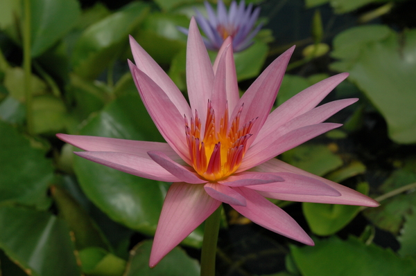 Water Plants