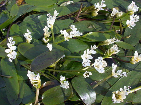 Lily Like-Potted