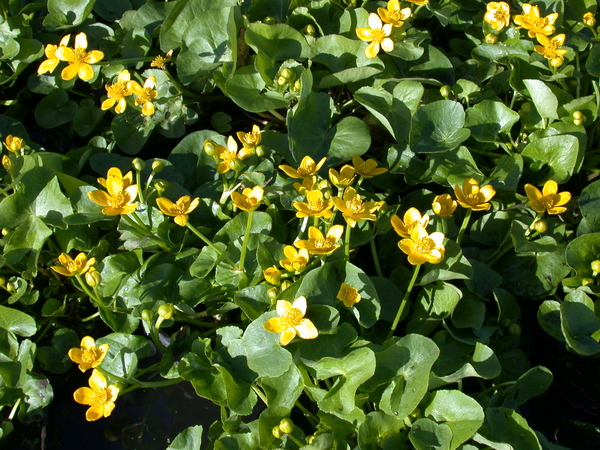 Shallow Water Plants-Potted