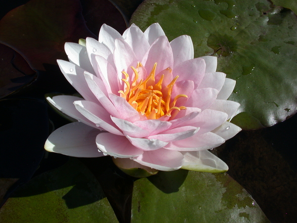 Water Lilies