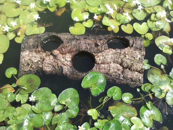 Floating Islands (Laguna Floating Plant Baskets & Cork Islands)