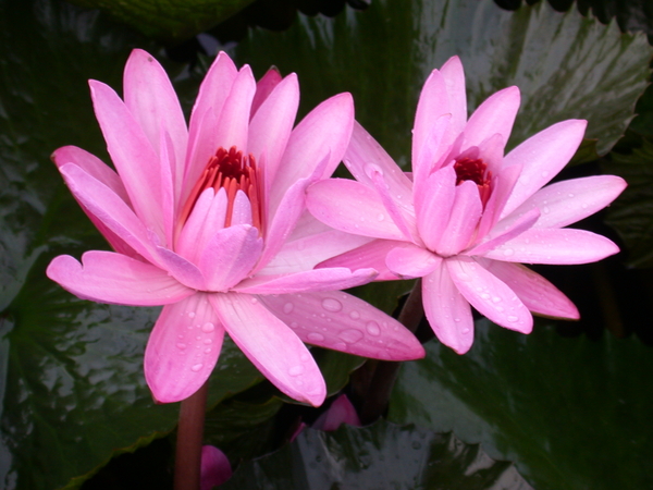 Potted Night Blooming Lilies