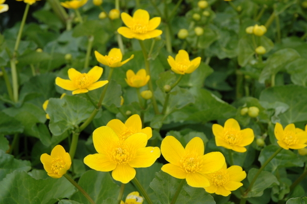 Shallow Water Plants