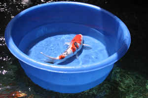 Bare root and floating aquatic plants, pond supplies Koi Viewing Bowls