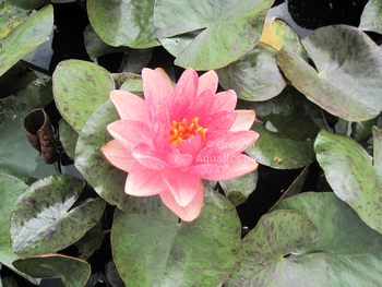 Berit Strawn - Changeable Hardy Lily | Bare Root