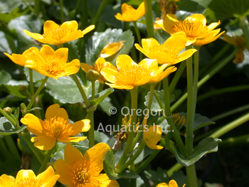 Caltha Polypetala (gallon) | Shallow Water Plants-Potted