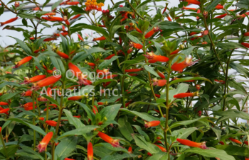 Cuphea ignea (Firecracker/Cigar plant) bare root | Moisture Loving-Bare Root