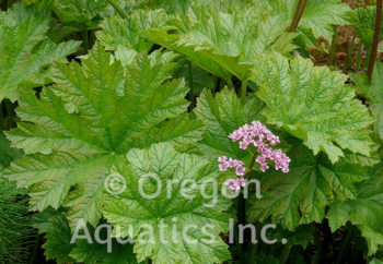 Darmera peltiphyllum (Indian Rhubarb) bare root | Moisture Loving-Bare Root