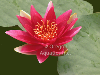 Escarboucle (aka Aflame) - Hardy Lily | Potted