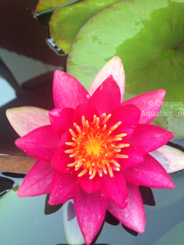 Froebeli - Red Hardy Lily | Potted