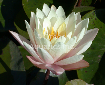Barbara Dobbins - Yellow Hardy Lily | Bare Root