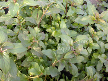 Mentha aquatica (water mint) gallon | Shallow Water Plants-Potted