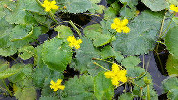 Nymphoides crenata (ruffled snowflake) bare root | Lily Like-Bare Root