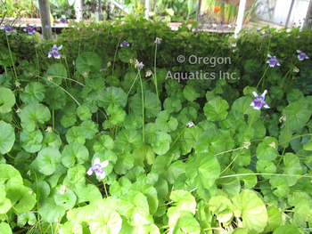 Viola hederacea (Australian jumping violet) qallon | Shallow Water Plants-Potted