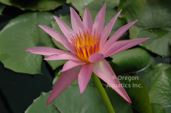 A. Siebert - Day Blooming Tropical Lily bare root | Bare Root