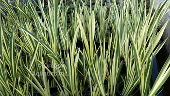 Acorus calamus Variegata (Variegated Sweet Flag) bare root | Shallow Water Plants-Bare Root
