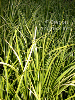 Acorus gramineus 'Ogon' (golden Japanese sweetflag) bare root | Shallow Water Plants-Bare Root