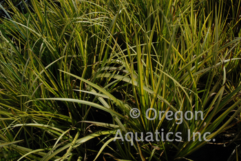 Acorus gramineus Variegata | Shallow Water Plants-Bare Root