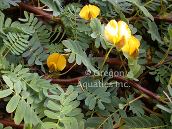 Aeschynomene fluitans (giant sensitive fern) gallon ***NOT LEGAL IN CALIFORNIA!* | Shallow Water Plants-Potted