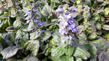 Ajuga reptans 'Catlin's Giant' bare root | Shallow Water Plants-Bare Root