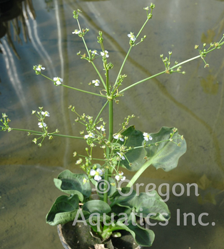 Alisma parviflorum (Spoon leaf plantain) gallon | Shallow Water Plants-Potted