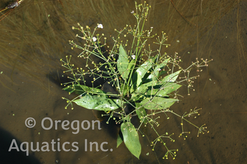 Alisma plantago-aquatica (water plantain) bare root | Shallow Water Plants-Bare Root