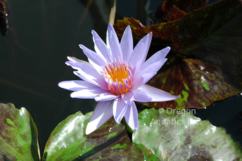 Anconas  variegated blue blooms | Bare Root