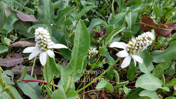 Anemopsis californica (Yerba Mansa / Pine Cone Flower) bare root | Shallow Water Plants-Bare Root