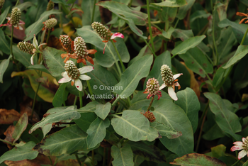 Anemopsis californica (Yerba Mansa / Pine Cone Flower) gal pot | Shallow Water Plants-Potted