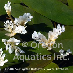 Aponogeton distachyus (water hawthorne) bare root | Lily Like-Bare Root
