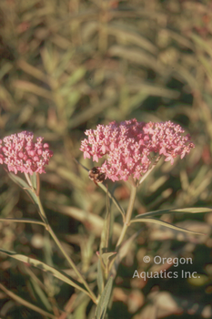 Asclepias incarnata Pink Butterfly Plant bare root | Moisture Loving-Bare Root