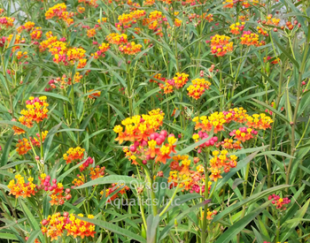 Asclepias curassavica (Mexican Butterfly Plant) | Shallow Water Plants-Bare Root