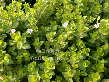 Bacopa caroliniana (Lemon Bacopa) bare root | Shallow Water Plants-Bare Root