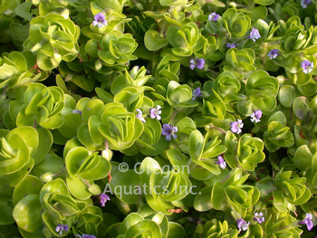 Bacopa lenagera (variegated bacopa) gallon | Shallow Water Plants-Potted
