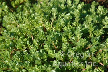 Bacopa lenagera (variegated bacopa) bare root | Shallow Water Plants-Bare Root