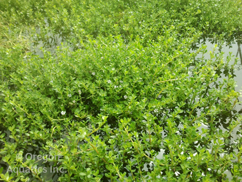 Bacopa monnieri (water hyssop/memory herb) gal pot | Shallow Water Plants-Potted