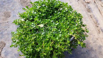 Bacopa monnieri (water hyssop/memory herb) bare root | Shallow Water Plants-Bare Root