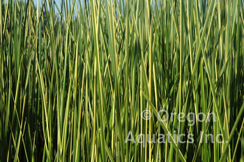 Baumea rubiginosa Variegata (variegated striped rush) bare root | Shallow Water Plants-Bare Root