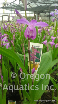Bletilla striata 'Big Bob' (ground orchid) bare root | Shallow Water Plants-Bare Root