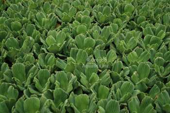 Pistia  Blue Cloud Lettuce | Floaters