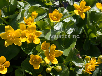 Caltha Palustris (Marsh Marigold) bare root | Shallow Water Plants-Bare Root