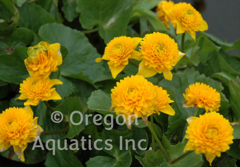 Caltha Palustris 'Plena' (bare root) | Shallow Water Plants-Bare Root
