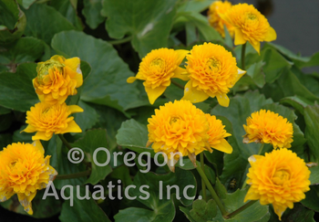 Caltha Palustris 'Plena' (gallon) | Shallow Water Plants-Potted