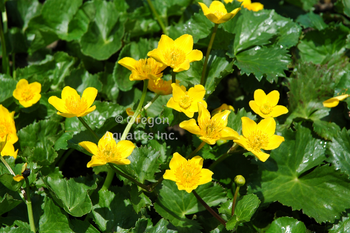 Caltha Polypetala ( bare root) | Shallow Water Plants-Bare Root
